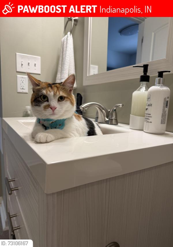 Lost Female Cat last seen N Walcott St, E New York st, Indianapolis, IN 46201