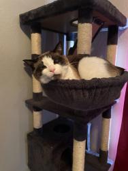 Reunited Male Cat last seen Willamette and N Corona, Colorado Springs, CO 80903