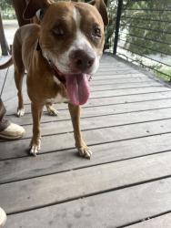 Found/Stray Male Dog last seen Depot park, Gainesville, FL 32601