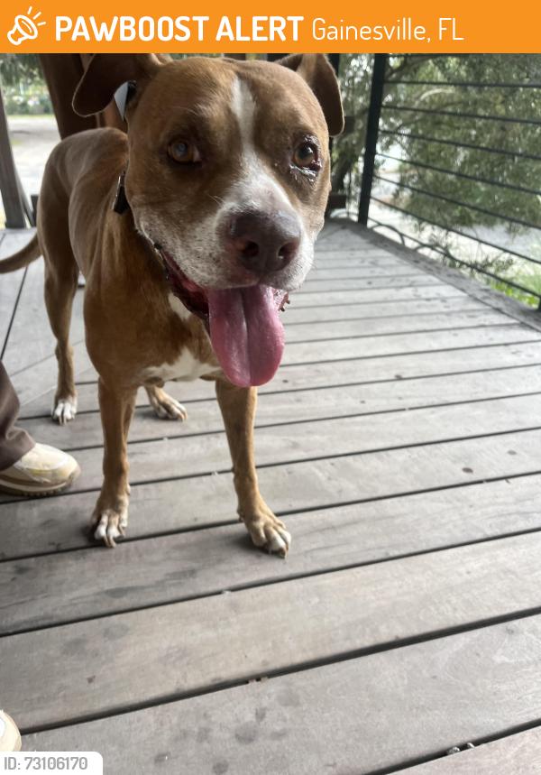 Found/Stray Male Dog last seen Depot park, Gainesville, FL 32601