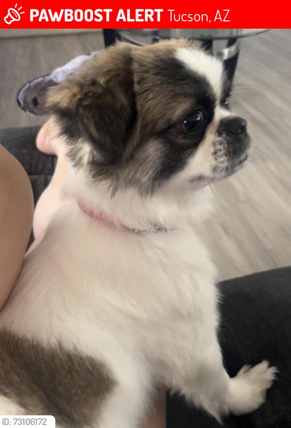 Lost Female Dog last seen Near w ajo way, Tucson, AZ 85713