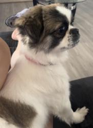 Lost Female Dog last seen Near w ajo way, Tucson, AZ 85713