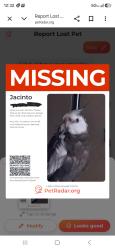 Lost Male Bird last seen Brokaw rd and Oakland rd, San Jose, CA 95131