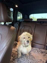 Reunited Male Dog last seen Bingle Road/Milles Pub Bar/ Spring Branch, Houston, TX 77092