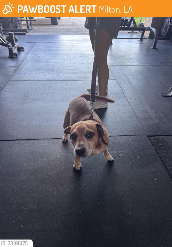 Found/Stray Male Dog last seen Camelot hill drive, youngsville, Milton, LA 70592