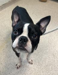 Shelter Stray Male Dog last seen Near W 47th Street, NEW YORK, NY, 10036, 326 E 110th St, New York, NY 10029, USA