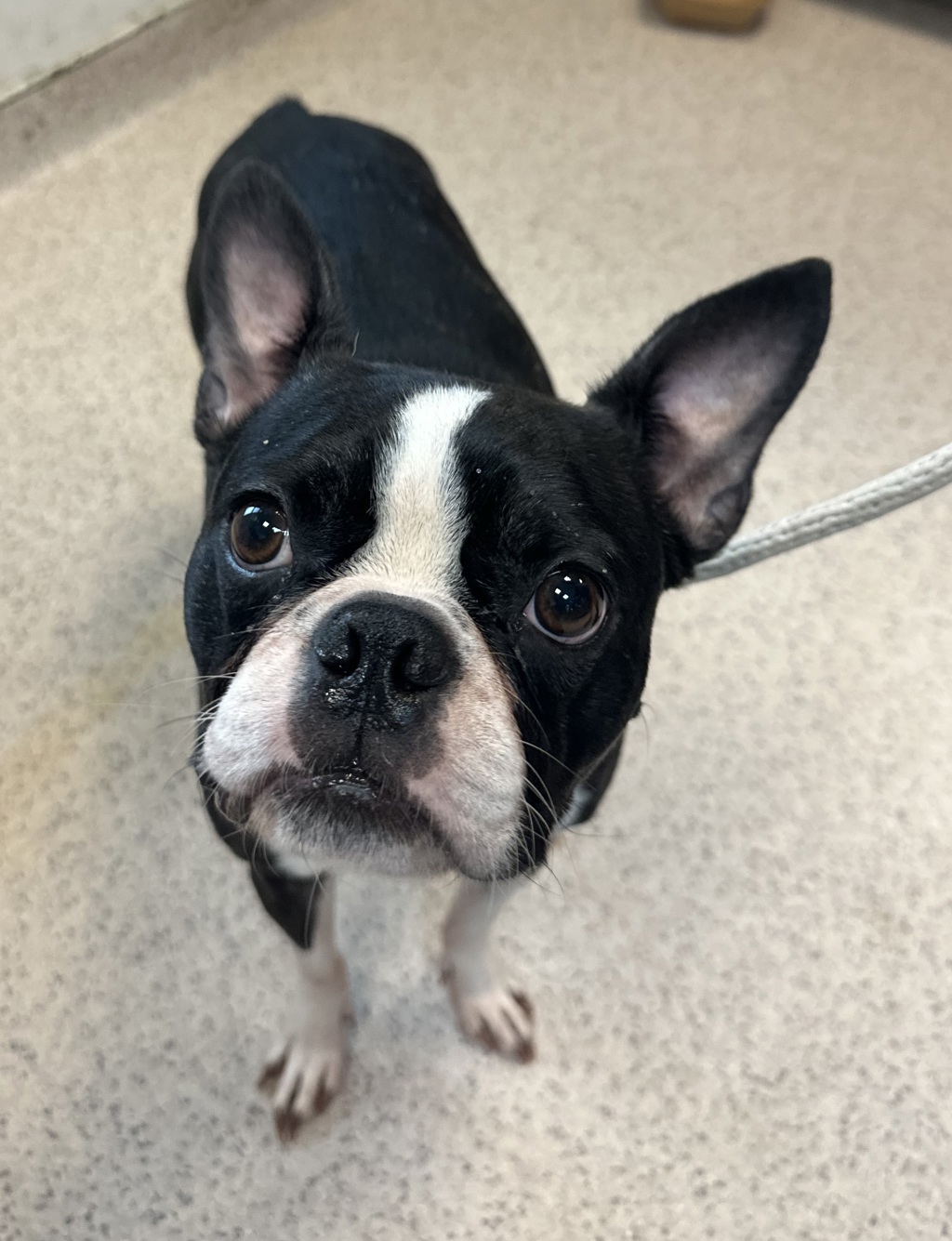 Shelter Stray Male Dog last seen Near W 47th Street, NEW YORK, NY, 10036, 326 E 110th St, New York, NY 10029, USA