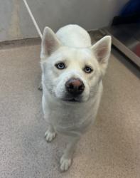 Shelter Stray Female Dog last seen Near Freeman Street, BRONX, NY, 10459, 326 E 110th St, New York, NY 10029, USA