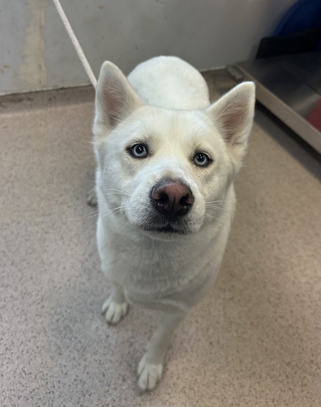 Shelter Stray Female Dog last seen Near Freeman Street, BRONX, NY, 10459, 326 E 110th St, New York, NY 10029, USA