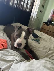 Found/Stray Female Dog last seen Regency dog park, Pensacola, FL 32514