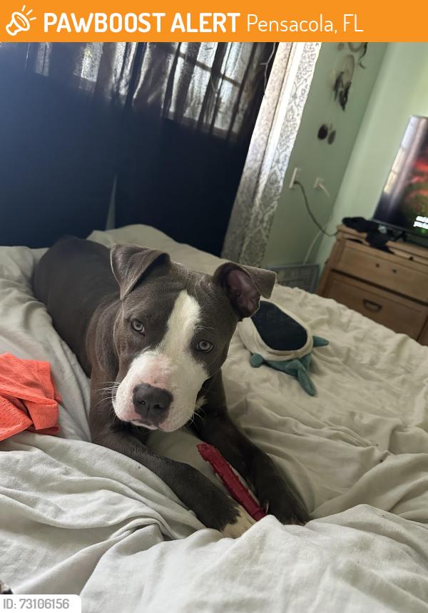 Found/Stray Female Dog last seen Regency dog park, Pensacola, FL 32514