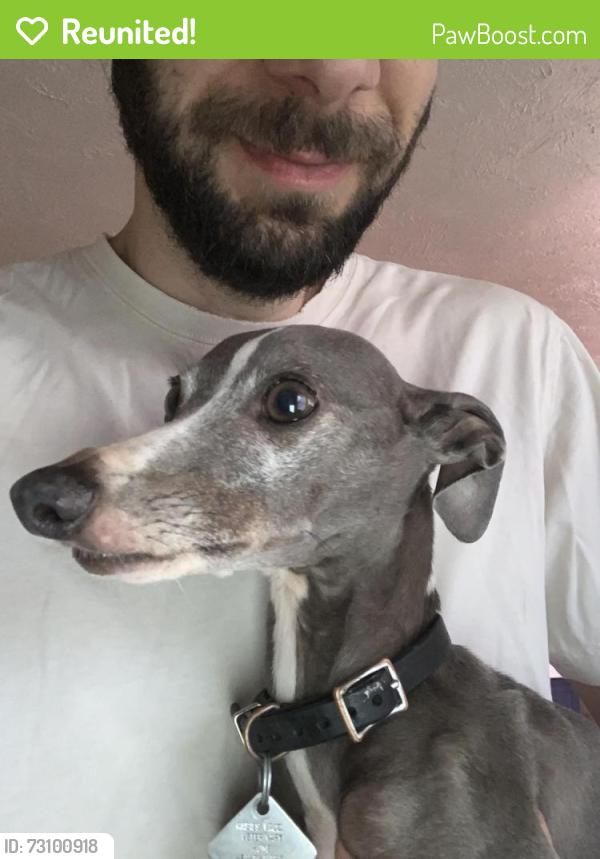 Reunited Male Dog last seen 23rd blackwelder, Oklahoma City, OK 73106