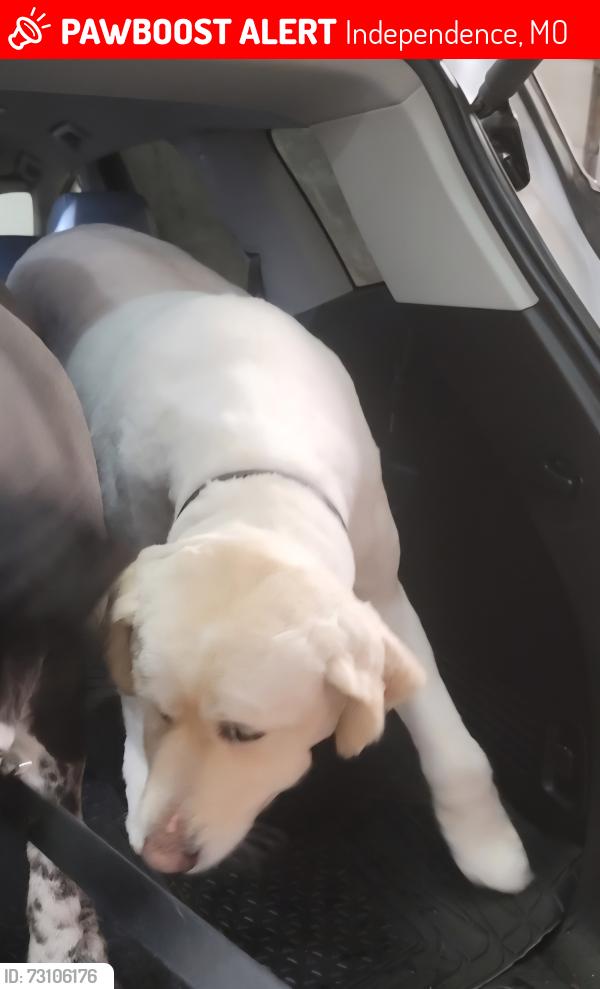 Lost Female Dog last seen Hwy 7 & Truman Road (FF Hwy.), Independence, MO 64057