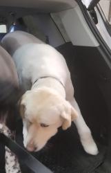 Lost Female Dog last seen Hwy 7 & Truman Road (FF Hwy.), Independence, MO 64057