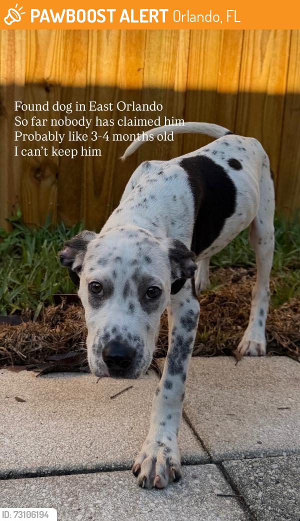 Found/Stray Male Dog last seen Easton St, Orlando, FL 32825