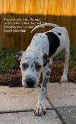 Found/Stray Male Dog last seen Easton St, Orlando, FL 32825
