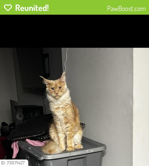Reunited Male Cat last seen Aurella Cary apmts, Cary, NC 27511