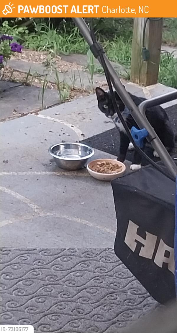 Found/Stray Unknown Cat last seen East field RD and Forest Path DR, Charlotte, NC 28269