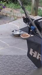 Found/Stray Unknown Cat last seen East field RD and Forest Path DR, Charlotte, NC 28269