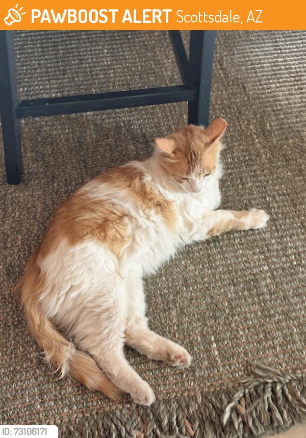 Found/Stray Unknown Cat last seen Hayden and Roosevelt, Scottsdale, AZ 85257