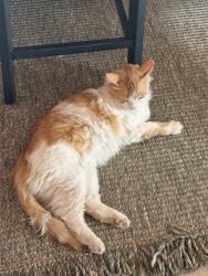 Found/Stray Unknown Cat last seen Hayden and Roosevelt, Scottsdale, AZ 85257