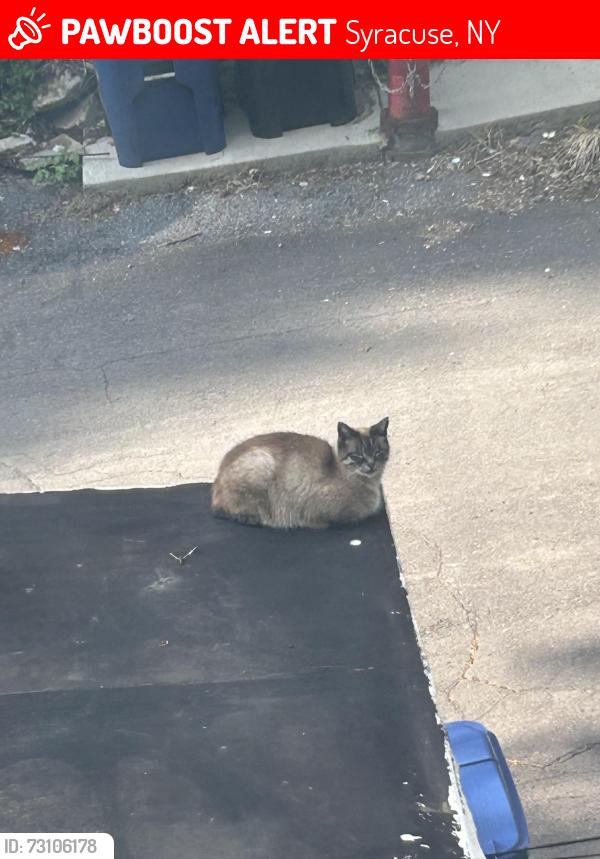 Lost Male Cat last seen Monticello, Syracuse, NY 13205
