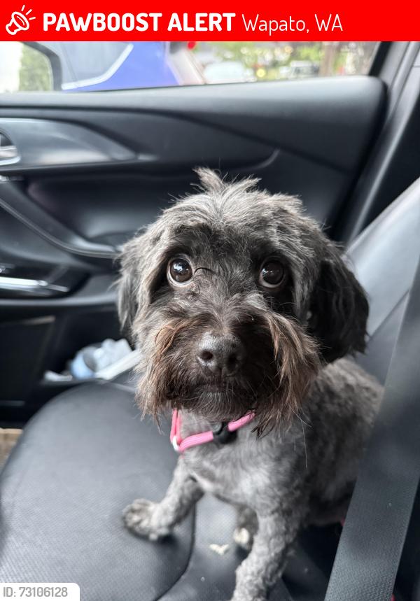 Lost Male Dog last seen Old Track Road and McKinley Road off of supper Bank Lane, Wapato, WA 98951