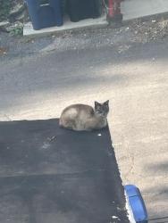 Lost Male Cat last seen Monticello, Syracuse, NY 13205