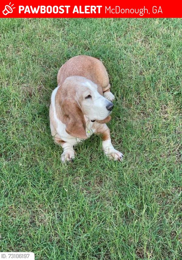 Lost Female Dog last seen Bedford Crossings, McDonough, GA 30253