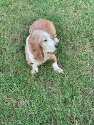 Lost Female Dog last seen Bedford Crossings, McDonough, GA 30253