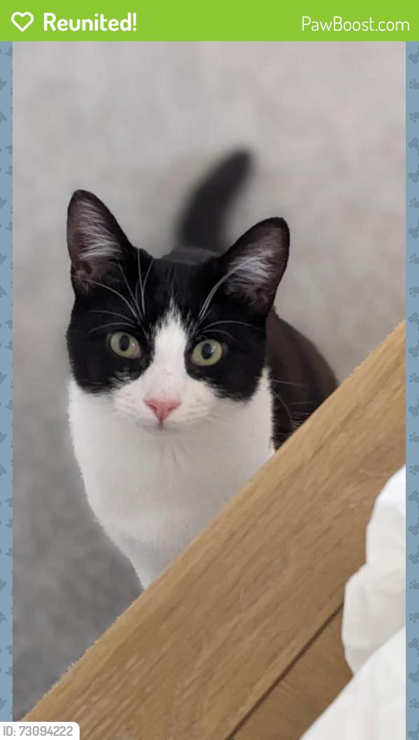 Reunited Female Cat last seen Hacton Lane and Ravenscourt drive, Greater London, England RM12 6PB