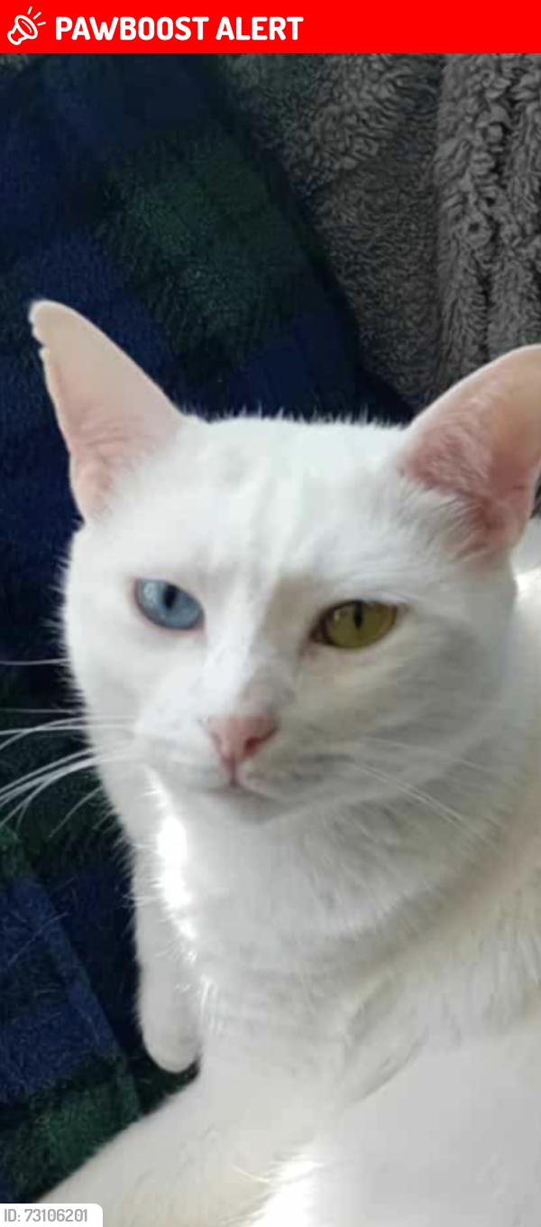 Lost Male Cat last seen Sandwell ave thornton, Thornton-Cleveleys, England FY5 3SY