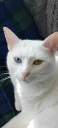 Lost Male Cat last seen Sandwell ave thornton, Thornton-Cleveleys, England FY5 3SY