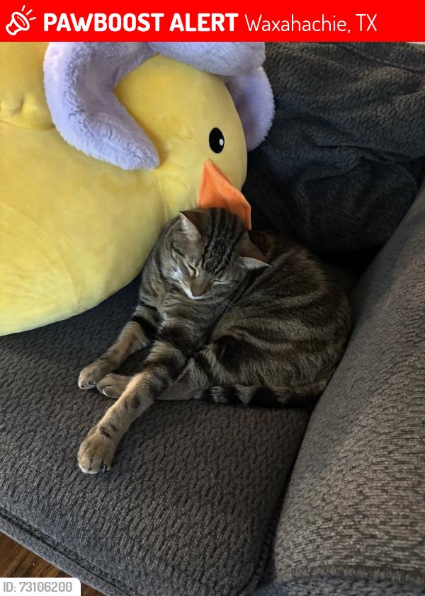 Lost Male Cat last seen Cross section of Barley Drive & Apple Grove Lane, Waxahachie, TX 75165