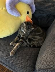 Lost Male Cat last seen Cross section of Barley Drive & Apple Grove Lane, Waxahachie, TX 75165