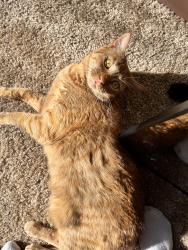 Lost Female Cat last seen Marymount drive, Reno, NV 89506