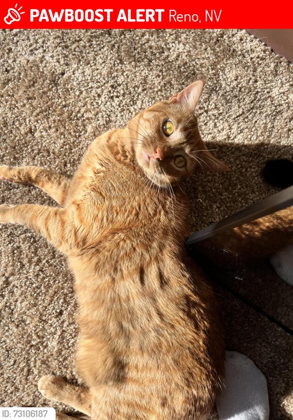 Lost Female Cat last seen Marymount drive, Reno, NV 89506