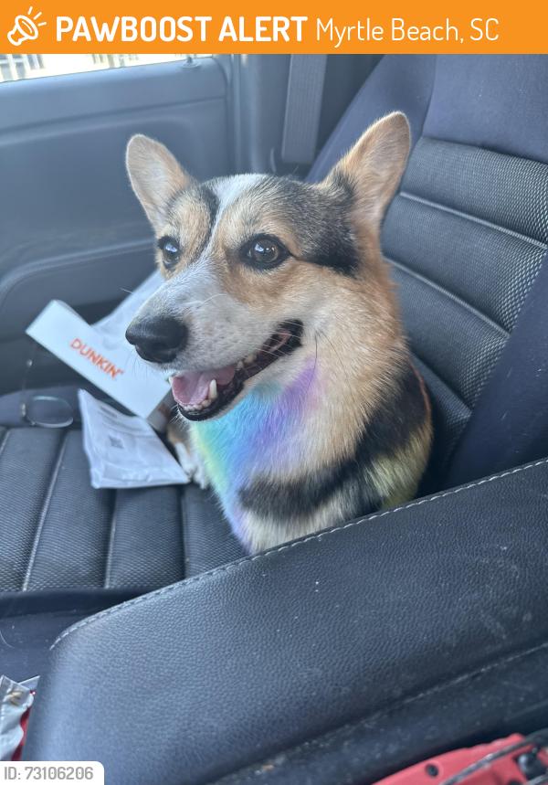 Found/Stray Unknown Dog last seen Circle K, Myrtle Beach, SC 29579