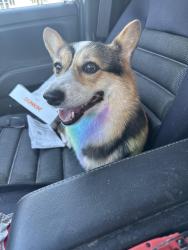 Found/Stray Unknown Dog last seen Circle K, Myrtle Beach, SC 29579