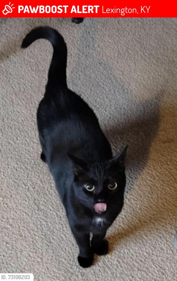 Lost Female Cat last seen Savory Rd, Lexington, KY 40504