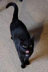 Lost Female Cat last seen Savory Rd, Lexington, KY 40504