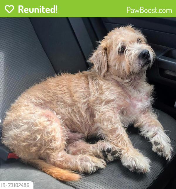 Reunited Male Dog last seen Rainey Rd , Temple, GA 30179