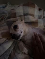 Reunited Female Dog last seen Christy lane, Las Vegas, NV 89110
