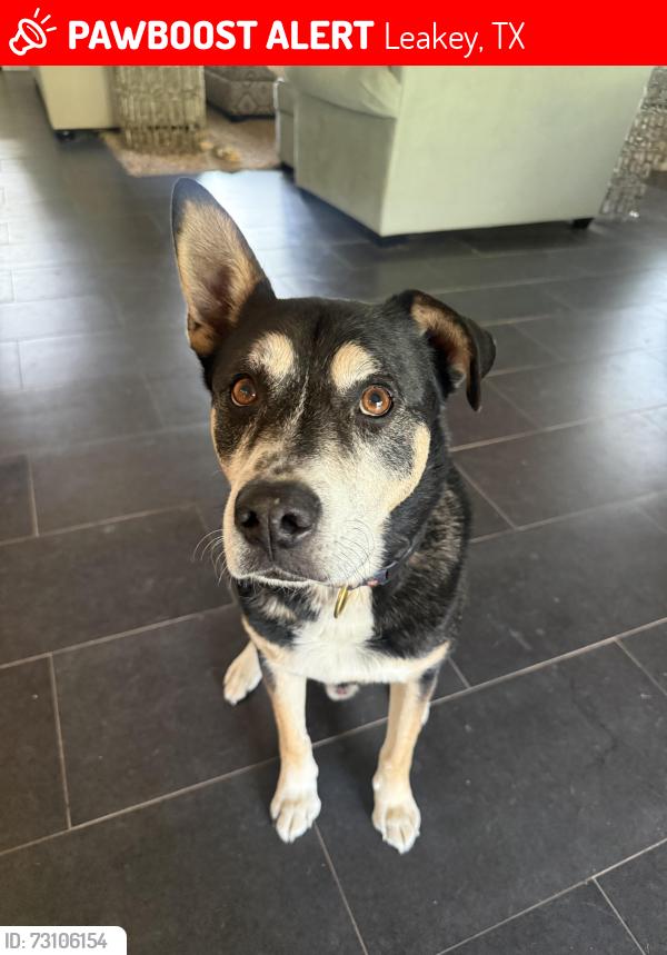 Lost Male Dog last seen Between Roy Chisum Rd and Cypress Creek Rd, Leakey, TX 78873