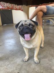 Found/Stray Male Dog last seen Centennial Park Bakersfield, Bakersfield, CA 93309