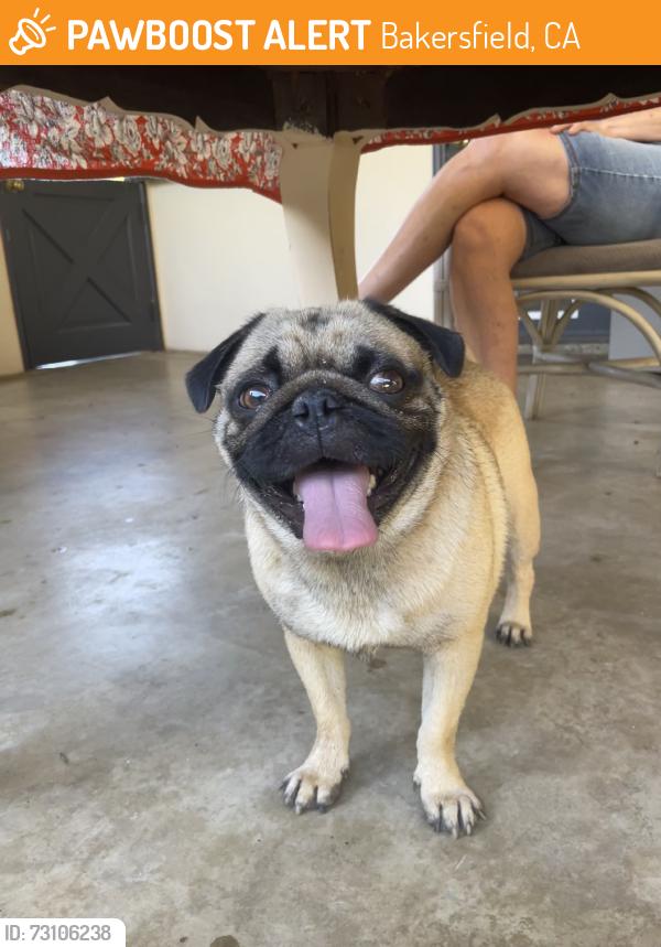 Found/Stray Male Dog last seen Centennial Park Bakersfield, Bakersfield, CA 93309