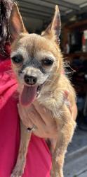 Reunited Unknown Dog last seen Port St. Lucie, Port St. Lucie, FL 34986