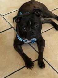 Reunited Male Dog last seen Valley Bay, San Antonio, TX 78250