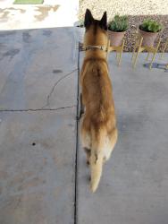 Reunited Female Dog last seen Owens and Lamb, Las Vegas, NV 89115