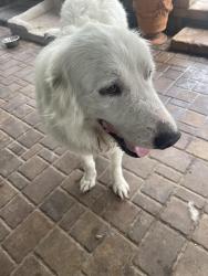 Found/Stray Male Dog last seen SE hwy 42 & SE 27ave, Summerfield, FL 34491